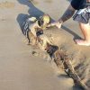 Corpo de “Sereia” é encontrado em praia e intriga australianos