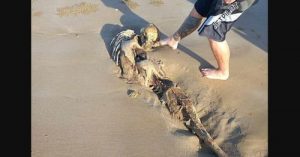 Corpo de “Sereia” é encontrado em praia e intriga australianos