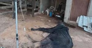 Vaca arrastada por enchente do Rio Taquari é resgatada de atoleiro em Colinas