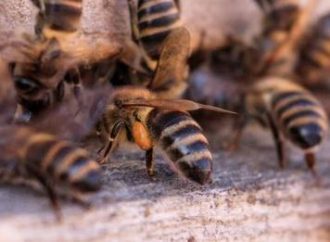 Dez pessoas são atacadas por abelhas após confusão no RS