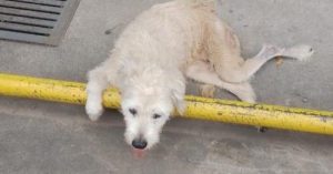 Mulher que abandonou cão idoso e paraplégico em frente a pet shop é identificada pela Polícia