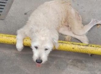 Mulher que abandonou cão idoso e paraplégico em frente a pet shop é identificada pela Polícia