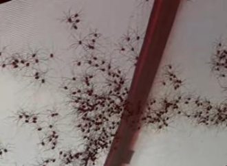 Barraca é coberta por aranhas e turista se assusta; veja imagens