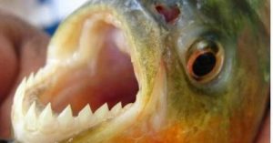 Ceclimar confirma presença de piranhas em lagoa do Litoral Norte Gaúcho