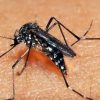 RS chega a 78 mortes por dengue em 2024