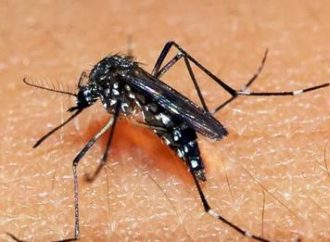 RS chega a 78 mortes por dengue em 2024